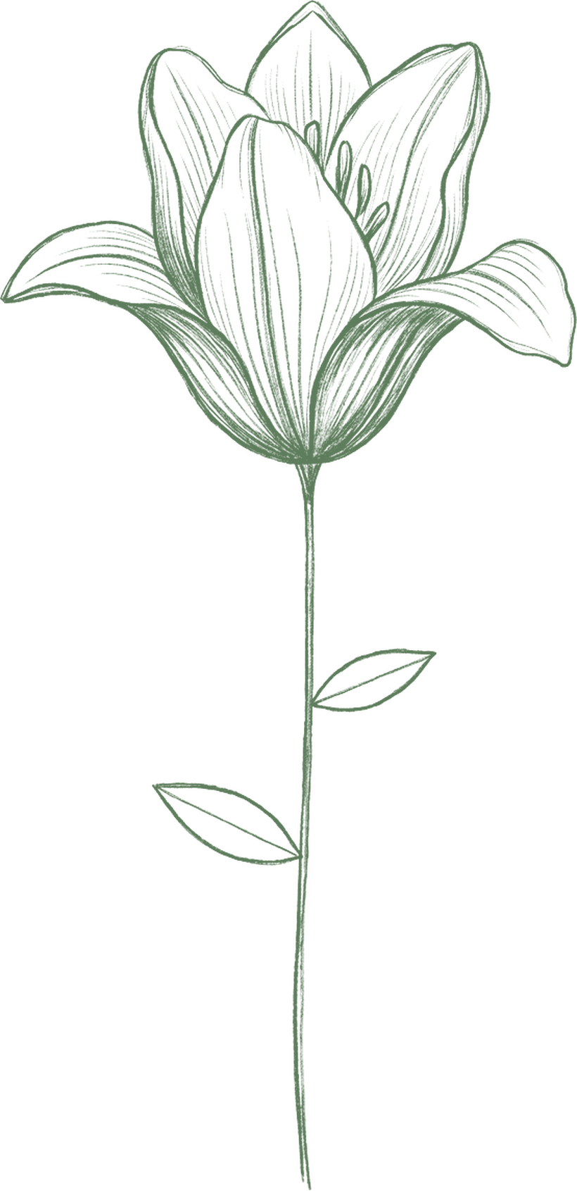 Bleistiftzeichnung einer halb geöffneten Blüte