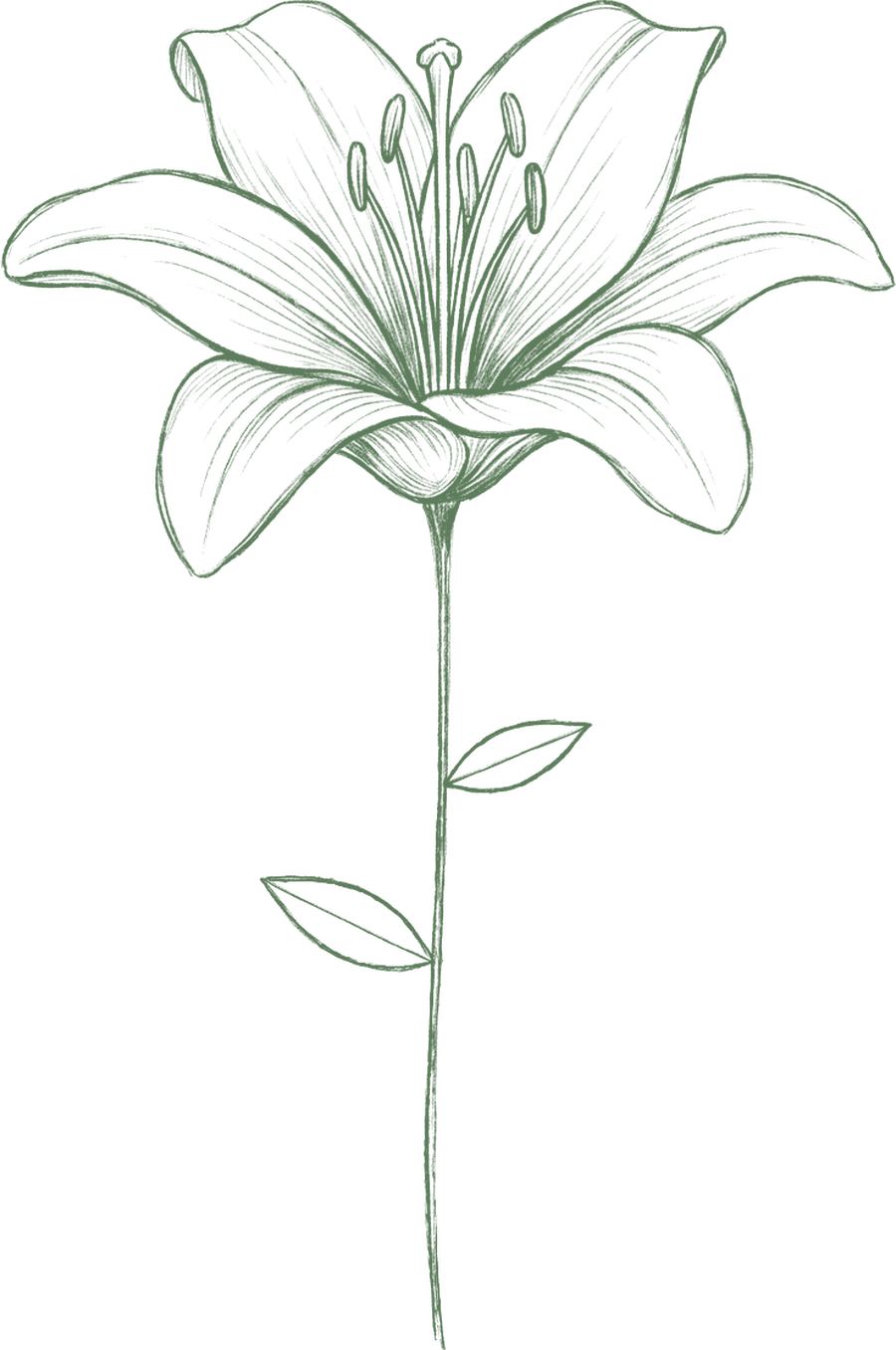Bleistiftzeichnung einer ganz geöffneten Blume